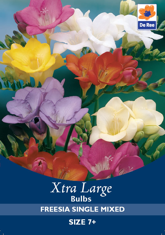 Freesia Single Mixed Xtra Large Bulbs  £2.49  Garden4Less UK Shop