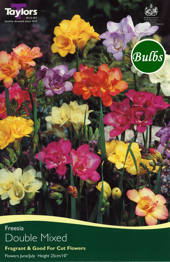  freesia bulb mixed double bulb is part of our fragrant freesia bulb