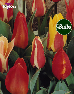 Dwarf Tulips