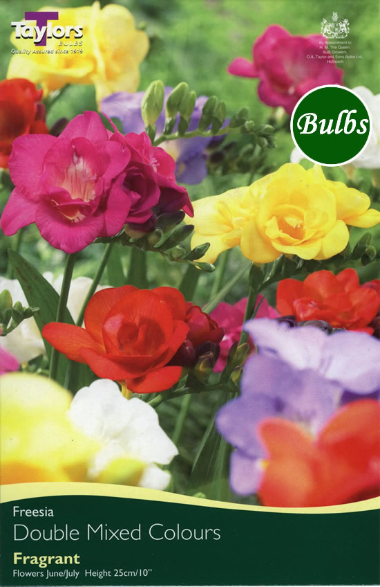 Mixed Double  Freesia Bulb  £0.54  Garden4Less UK Shop