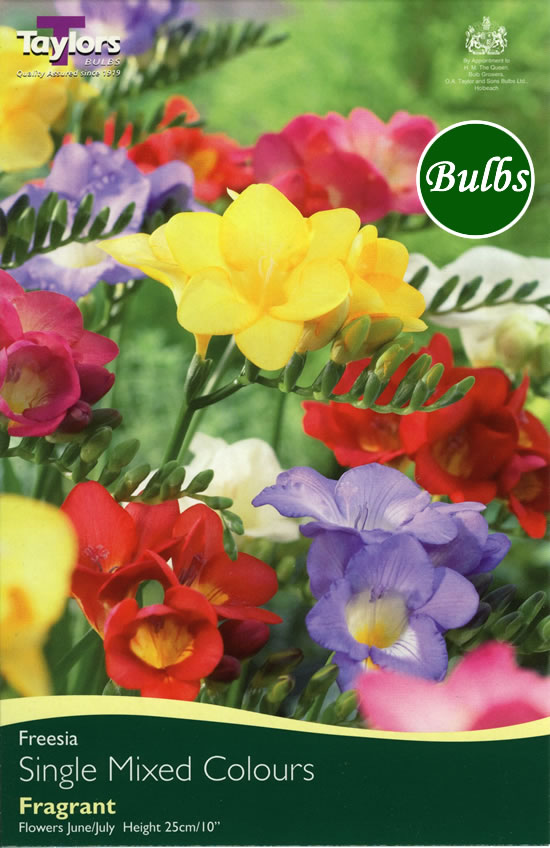 Mixed Single  Freesia Bulb  £0.54  Garden4Less UK Shop