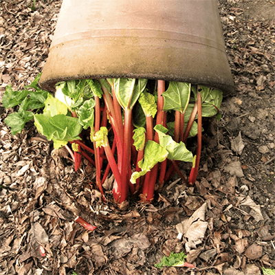 Image for: Rhubarb Forcers