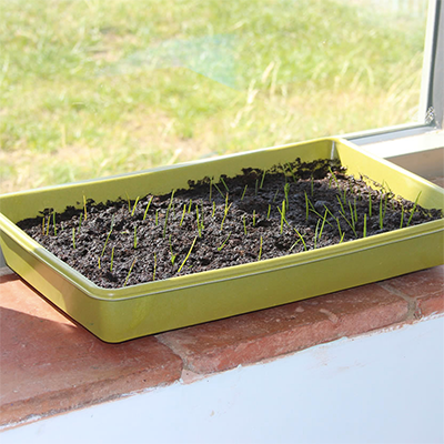 Image for: Seed/ gravel trays