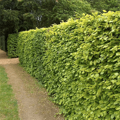 Image for: Hedging Plants