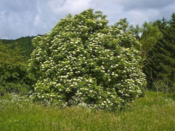 Image of 25 x 3-4ft Elder (Sambucus Nigra) Field Grown Bare Root Hedging Plants Tree Whip Sapling