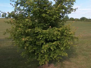 Image of 35 x 4ft Field Maple (Acer Campestre) Grade A Bare Root Hedging Plant Tree Sapling