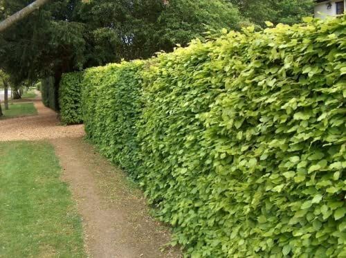 Image of 35 x 5ft Green Beech (Fagus Sylvatica) Semi-Evergreen Bare Root Hedging Plants