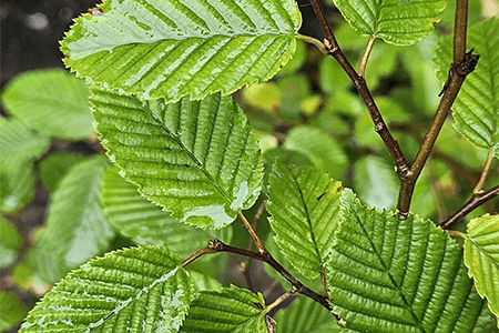 Hornbeam (Carpinus Betulus) Field Grown Semi-Evergreen Native Hedge ...