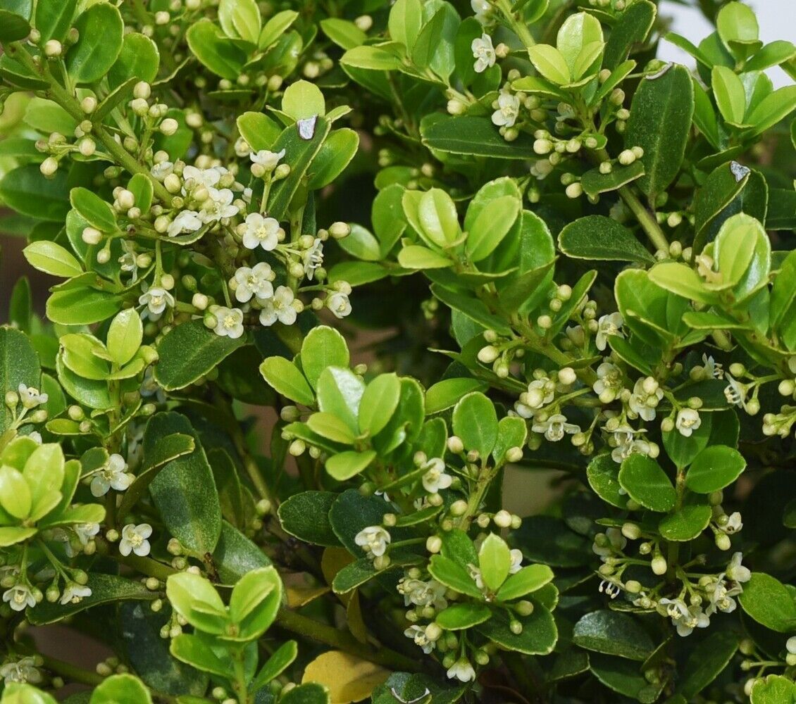 20 x 20-30cm Ilex Crenata (Green Hedge) Box Leafed Japanese Holly 20 ...