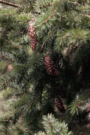 250 X 25-40cm Norway Spruce (Picea Abies) Field Grown Evergreen Bare ...