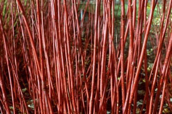 Image of 30 x 2-3ft Red Dogwood (Cornus Alba 'Sibirica') Field Grown Hedging Plants Tree Sapling