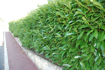 Image of Shady Laurel Evergreen Hedge Plants Hardy Bare Root 200 x 3ft tall