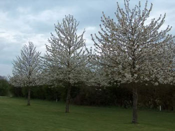 Image of 5 x 2-3ft Wild Cherry (Prunus Avium) Bare Root Hedging Plants Tree Whips Sapling