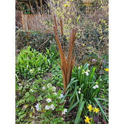 Extra image of Decorative Reeds Garden Stake