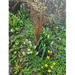 Extra image of Decorative Reeds Garden Stake