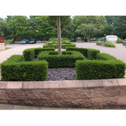 Extra image of 50 x 30-40cm Box (Buxus Sempervirens) Field Grown Bare Root Hedging Plants Tree Whip Sapling