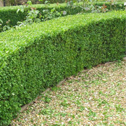 Small Image of 75 x 30-40cm Box (Buxus Sempervirens) Field Grown Bare Root Hedging Plants Tree Whip Sapling