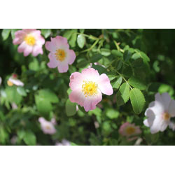 Extra image of 200 x 3-4ft Dog Rose (Rosa Canina) Field Grown Bare Root Hedging Plants Tree Whip Sapling