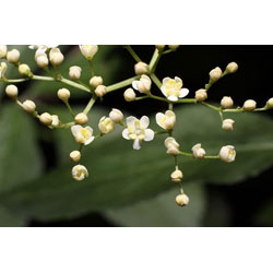 Extra image of Elder (Sambucus Nigra) Field Grown Bare Root Hedging Plants