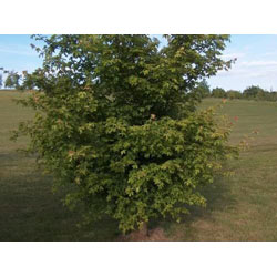 Small Image of 35 x 4ft Field Maple (Acer Campestre) Grade A Bare Root Hedging Plant Tree Sapling