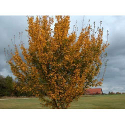Extra image of 25 x 4ft Field Maple (Acer Campestre) Grade A Bare Root Hedging Plant Tree Sapling