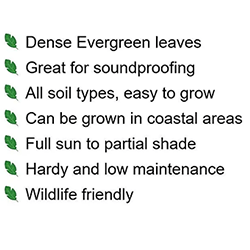 Extra image of 40 x 3-4ft Green Privet (Ligustrum Ovalifolium) Evergreen Bare Root Hedging Plants