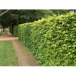 Small Image of 35 x 5ft Green Beech (Fagus Sylvatica) Semi-Evergreen Bare Root Hedging Plants