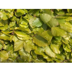 Extra image of 35 x 5ft Green Beech (Fagus Sylvatica) Semi-Evergreen Bare Root Hedging Plants