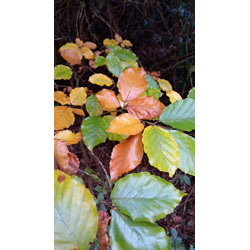 Extra image of 35 x 5ft Green Beech (Fagus Sylvatica) Semi-Evergreen Bare Root Hedging Plants