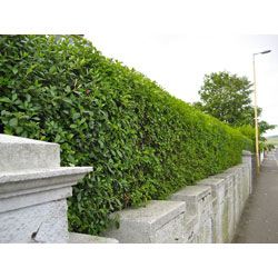 Small Image of 75 x 4-5ft Green Privet (Ligustrum Ovalifolium) Evergreen Bare Root Hedging Plants