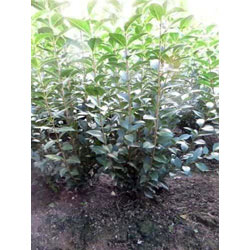 Extra image of 75 x 4-5ft Green Privet (Ligustrum Ovalifolium) Evergreen Bare Root Hedging Plants
