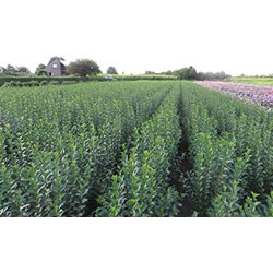 Extra image of 40 x 3-4ft Green Privet (Ligustrum Ovalifolium) Evergreen Bare Root Hedging Plants