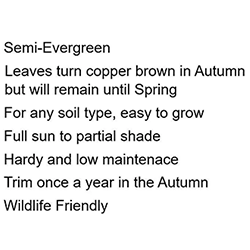 Extra image of 15 x 4ft Purple Beech (Fagus Sylvatica Atropunicea) Semi-Evergreen Field Grown Hedging