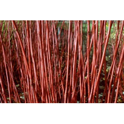 Small Image of 30 x 2-3ft Red Dogwood (Cornus Alba 'Sibirica') Field Grown Hedging Plants Tree Sapling