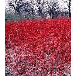 Extra image of 30 x 2-3ft Red Dogwood (Cornus Alba 'Sibirica') Field Grown Hedging Plants Tree Sapling
