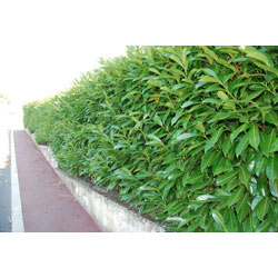 Small Image of Shady Laurel Evergreen Hedge Plants Hardy Bare Root 200 x 3ft tall
