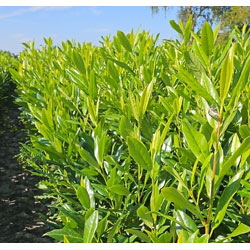 Extra image of Shady Laurel Evergreen Hedge Plants Hardy Bare Root 5 x 2.5-3ft tall