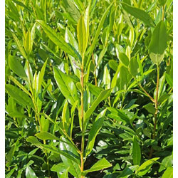 Extra image of Shady Laurel Evergreen Hedge Plants Hardy Bare Root 200 x 3ft tall