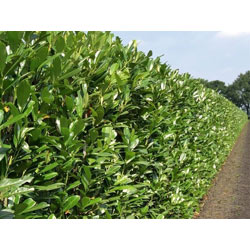 Extra image of Shady Laurel Evergreen Hedge Plants Hardy Bare Root 400 x 2.5-3ft tall