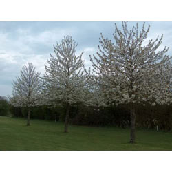 Small Image of 40 x 3-4ft Wild Cherry (Prunus Avium) Bare Root Hedging Plants Tree Whips Sapling