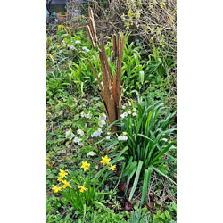 Small Image of Decorative Reeds Garden Stake