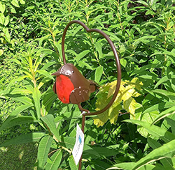 Extra image of Red Robin in a Heart Garden Plant Stake - 1m Tall