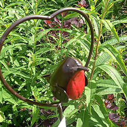 Extra image of Red Robin in a Heart Garden Plant Stake - 1m Tall