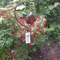 Extra image of Red Robin in a Heart Garden Plant Stake - 1m Tall